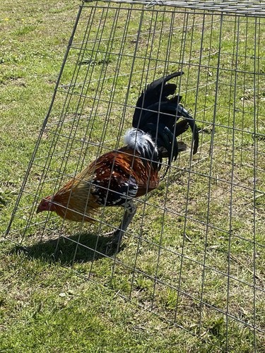 Fertile hatching eggs - hatching, from