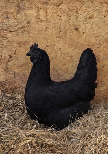 Fertile true ayam cemani - 12+fertile,