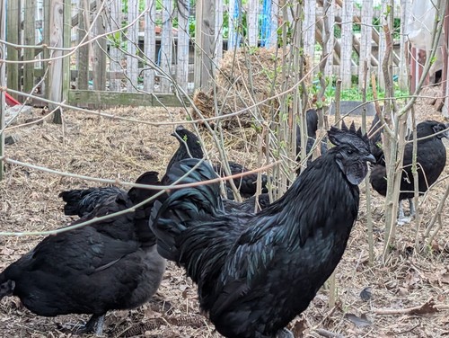 Pure ayam cemani indonesia - ayam,